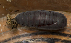 Decetia subobscurata