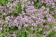 Thymus pannonicus