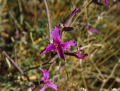 Matthiola fruticulosa