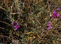 Matthiola fruticulosa