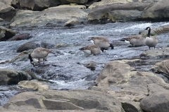 Branta canadensis