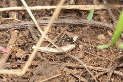 Liophrurillus flavitarsis