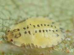 Crypturaphis grassii