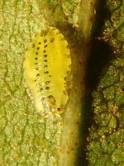 Crypturaphis grassii