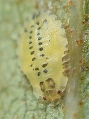 Crypturaphis grassii