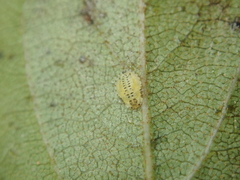 Crypturaphis grassii