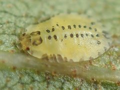 Crypturaphis grassii