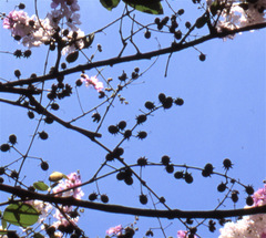 Lagerstroemia floribunda