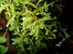 Eurhynchium angustirete