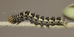 Dichromia sagitta