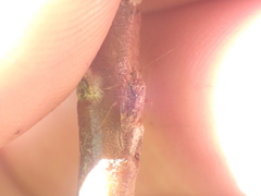 Chinamiris aurantiacus