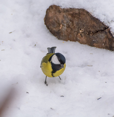 Parus major