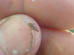 Chinamiris aurantiacus