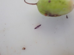 Heliothrips haemorrhoidalis
