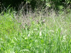 Penstemon cobaea