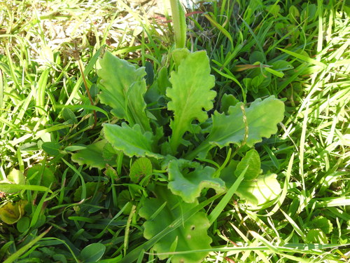 Senecio macrocephalus, photograph 4
