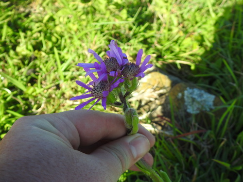 Senecio macrocephalus, photograph 3