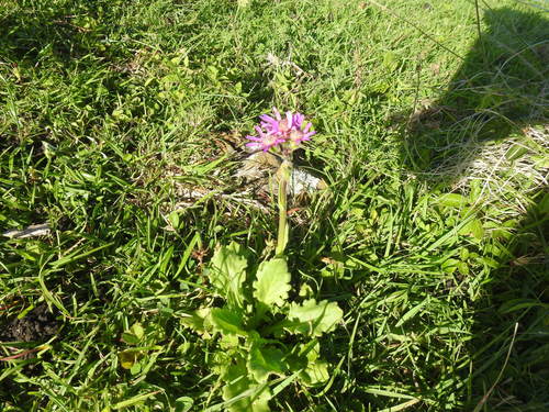 Senecio macrocephalus, photograph 2