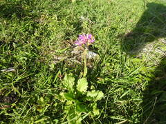 Senecio macrocephalus