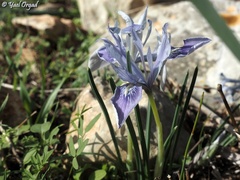 Iris vartanii