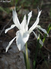 Iris vartanii