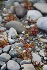 Saxifraga tridactylites
