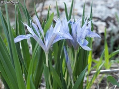 Iris vartanii