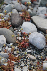 Saxifraga tridactylites