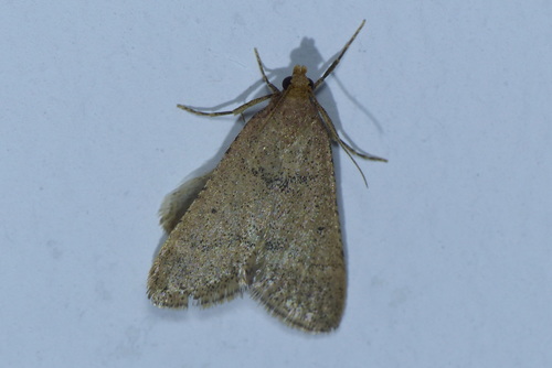 Bostra obsoletalis
