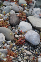 Saxifraga tridactylites