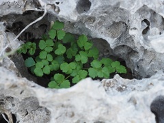 Scaligeria napiformis
