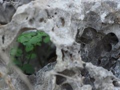 Scaligeria napiformis