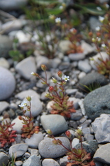 Saxifraga tridactylites