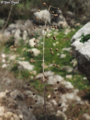 Verbascum levanticum