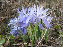 Iris vartanii