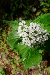 Valeriana pyrenaica