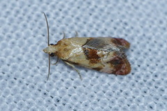 Neocochylis millierana