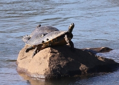 Pseudemys