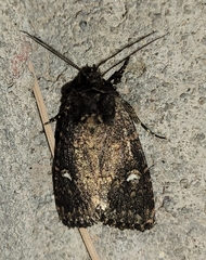 Hexorthodes inconspicua