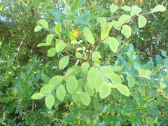 Cotoneaster affinis