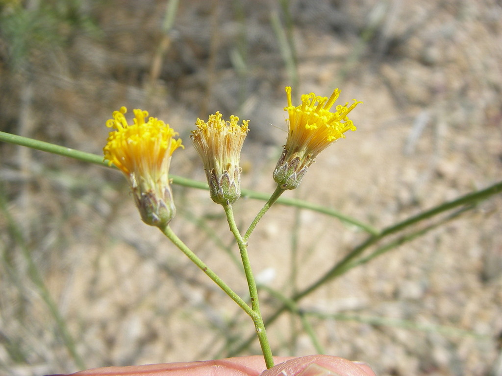 Palo dulce (Flora de Oasis FOMIX BCS) · iNaturalist