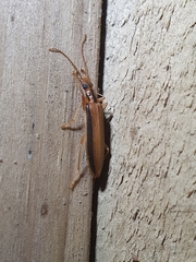 Thelyphassa lineata