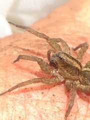 Trochosa terricola