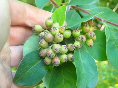 Cotoneaster affinis