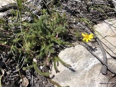 Senecio lycopodioides