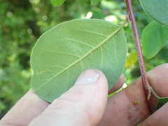 Cotoneaster affinis