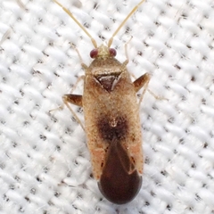 Parthenicus juniperi