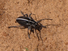 Dorcadion arenarium
