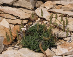 Plantago subulata