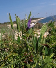 Vicia bithynica